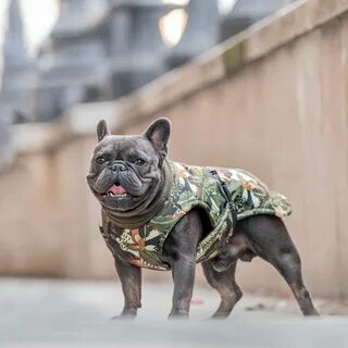 We created our dog coats to bring a little colour and fun to your day. 