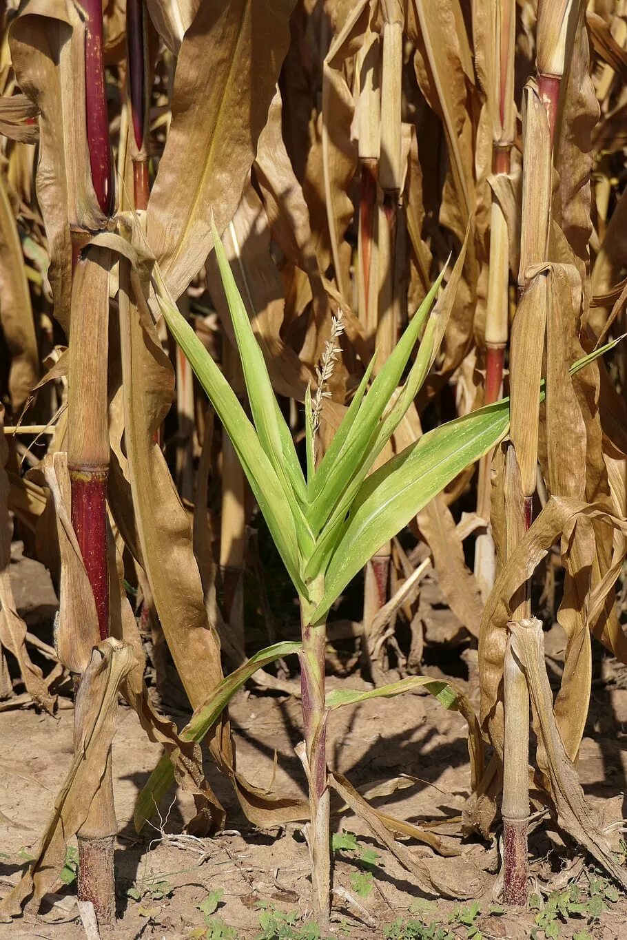 Кукурузные листья купить. Саженцы кукурузы. Кукуруза растение. Лист кукурузы. Кормовая кукуруза.