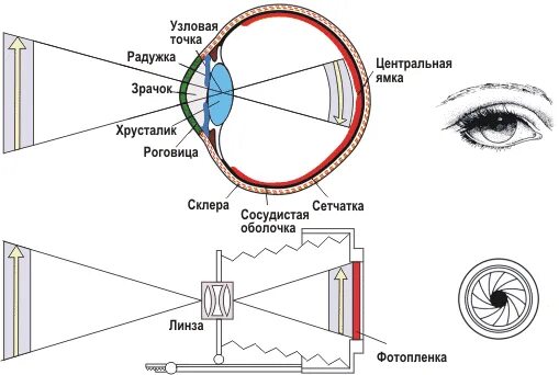 Оптическая точка зрения. Принцип работы глаза как оптического устройства. Схема оптической системы глаза. Оптическая схема фотоаппарата физика. Оптическая система глаза хрусталик.