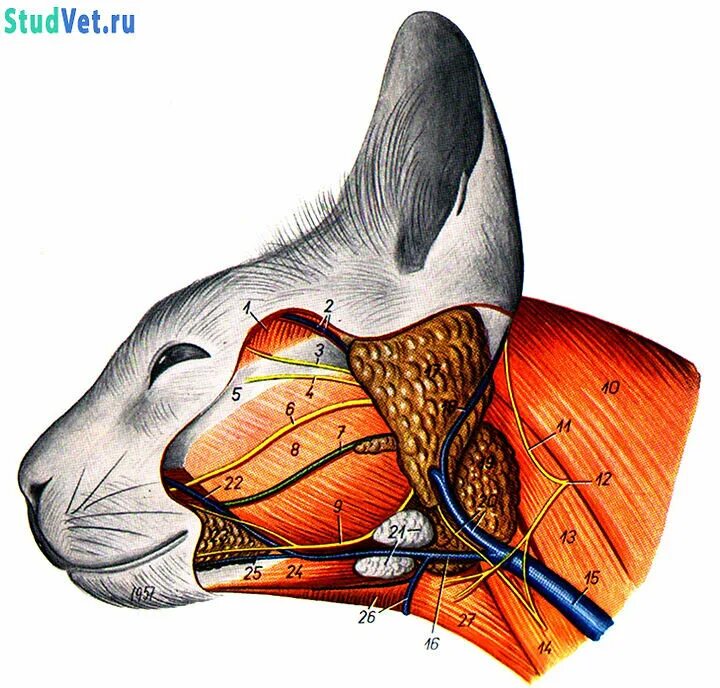 Гортань кошки. Строение головы кошки. Анатомия кошачьей головы. Строение морды кошки. Мышцы кошки анатомия.