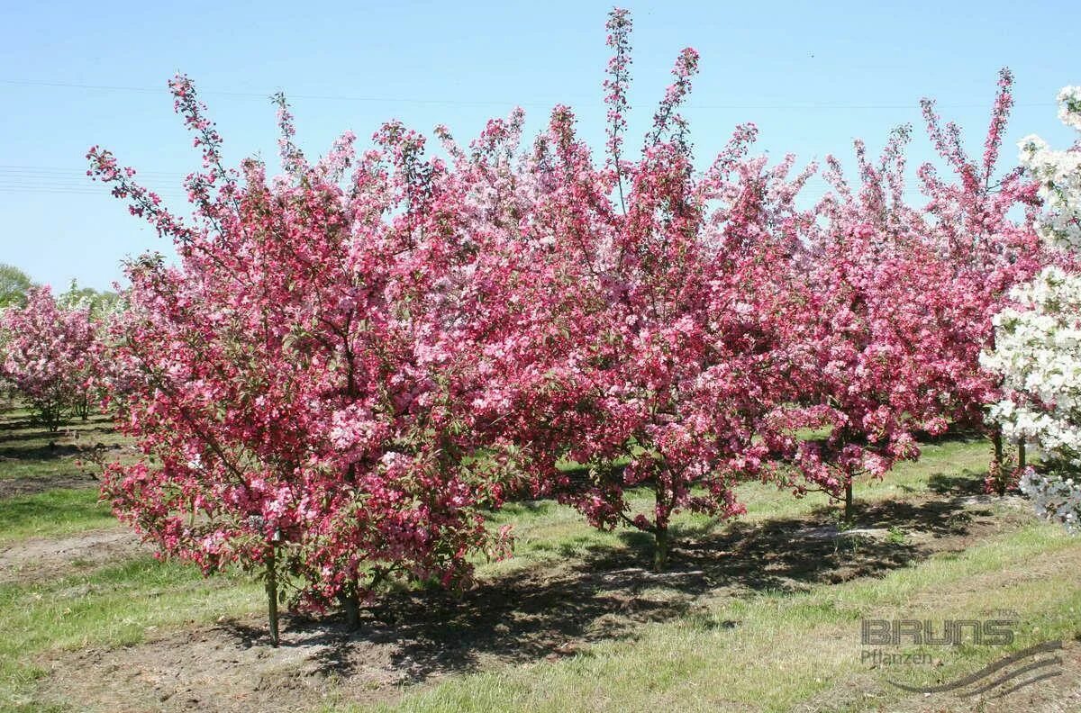 Яблоня 'scarlet brandywine'. Яблоня недзвецкого malus niedzwetzkyana. Яблоня краснолистная роялти. Яблоня краснолистная кармен. Яблоня краснолистная недзвецкого.