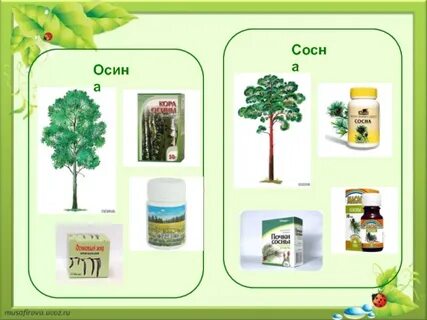 Осина хвойное
