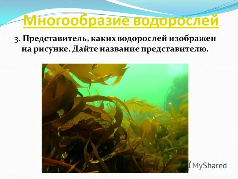 Какие водоросли образуют