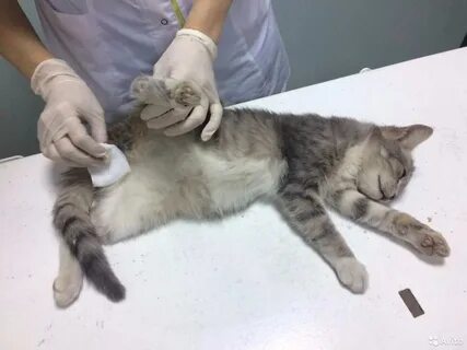 Стерилизовать кошечку