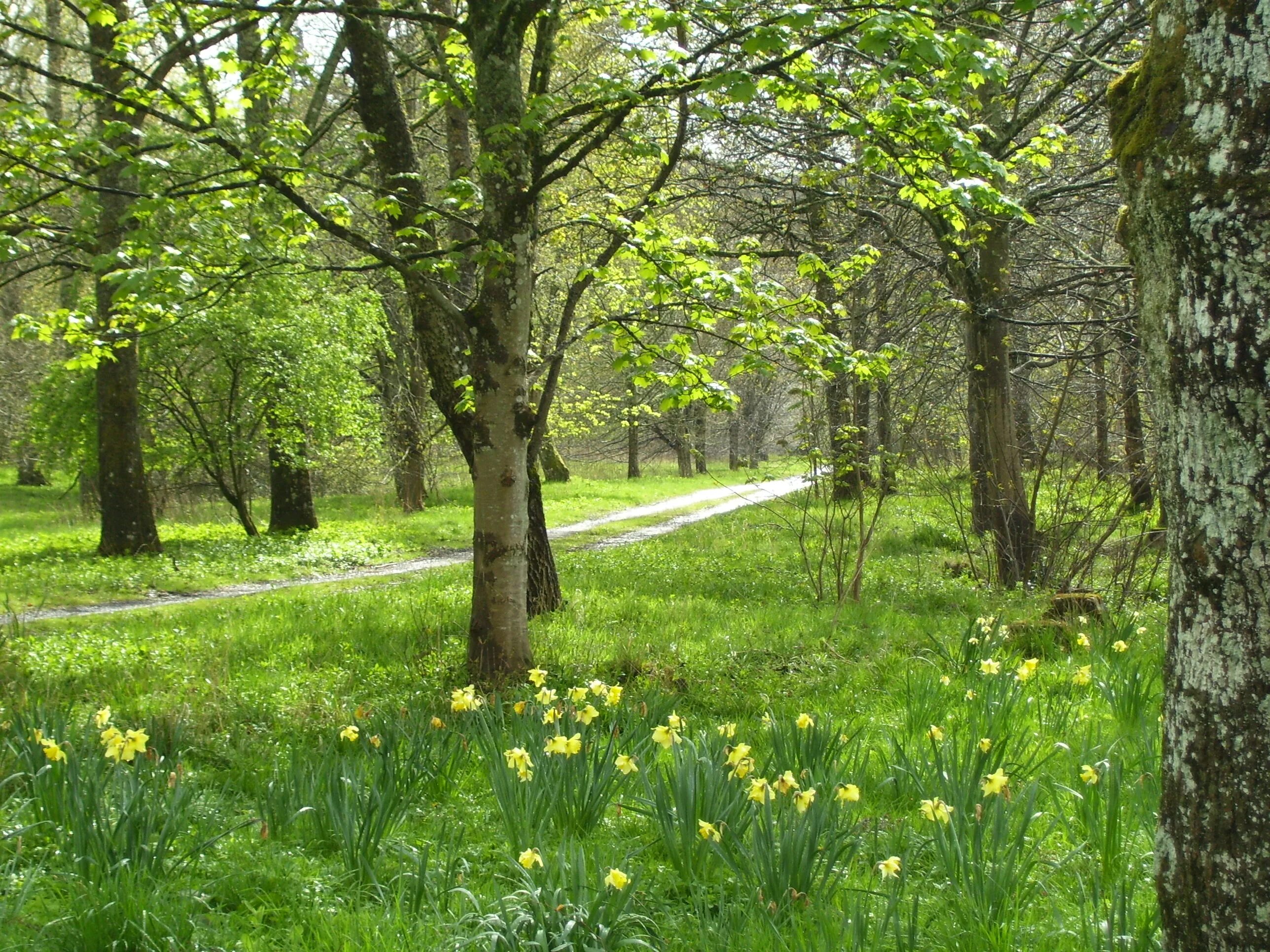 Слушать весенние романсы. Forest Bathing.