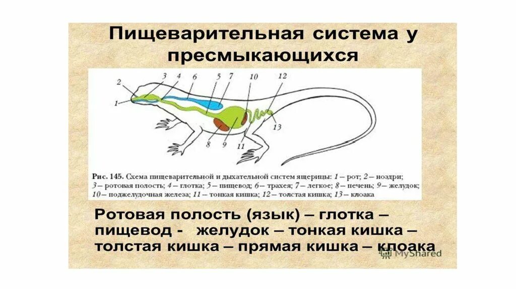 Пищеварительная система пресмыкающихся 7 класс биология. Строение пищеварительной системы пресмыкающихся таблица. Пищеварительная система ящерицы 7 класс биология. Функции пищеварительной системы пресмыкающихся.