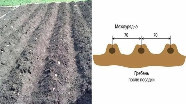 Гребневая схема посадки картофеля. Гладкая и гребневая посадка картофеля. Посадка картофеля в траншеи схема. Посадка картофеля ширина междурядий и глубина.