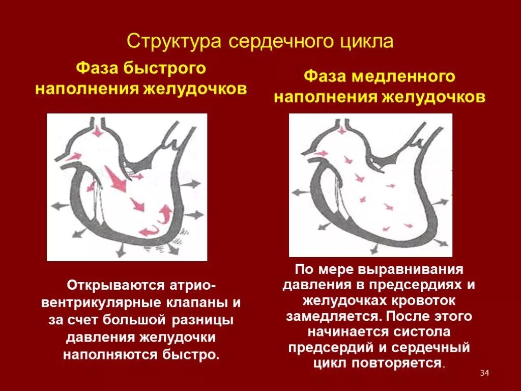 Пассивное наполнение сердца кровью фаза сердечного. Фаза быстрого и медленного наполнения желудочков. Быстрое наполнение желудочков. Структура сердечного цикла. Фазы наполнения желудочков кровью.