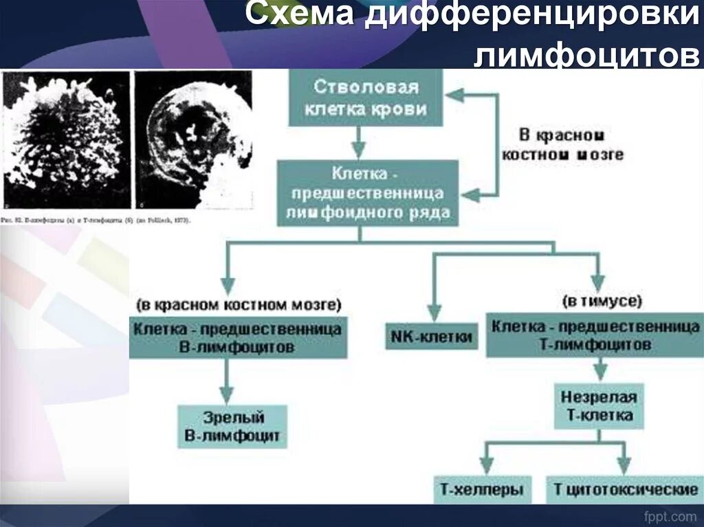 Где происходит дифференцировка т лимфоцитов. Антигеннезависимая дифференцировка т-лимфоцитов схема. схема дифференцировки в лимфоцитов. схема дифференцировки т и в лимфоцитов. стадии антиген независимая дифференцировка т лимфоцитов.