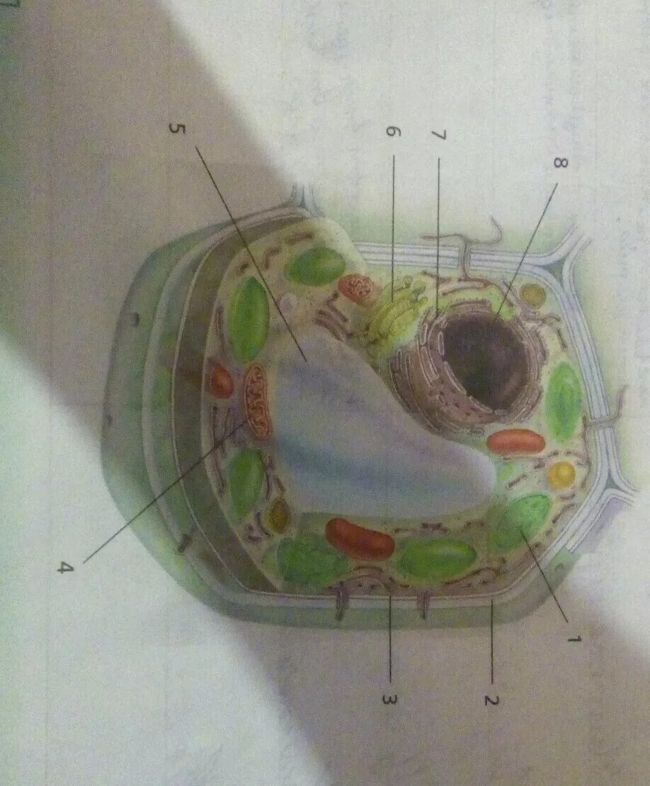 Растительная клетка. Строение клетки растения. Клетка растения в разрезе. Клетка растения 5 класс.