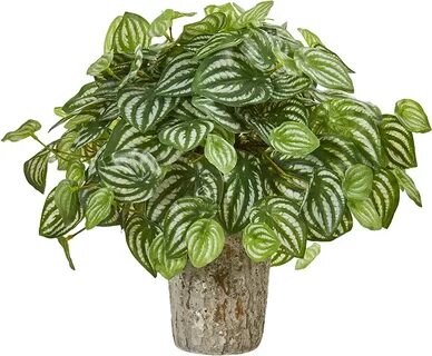 Real plant