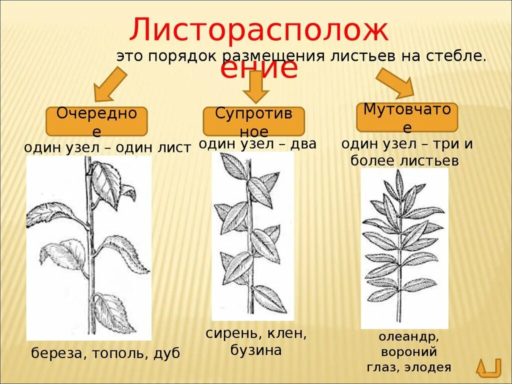 Барбарис листорасположение. Очередное супротивное мутовчатое листорасположение. Листорасположение листьев очередное супротивное мутовчатое. Листорасположение томата. Типы листорасположения листьев.