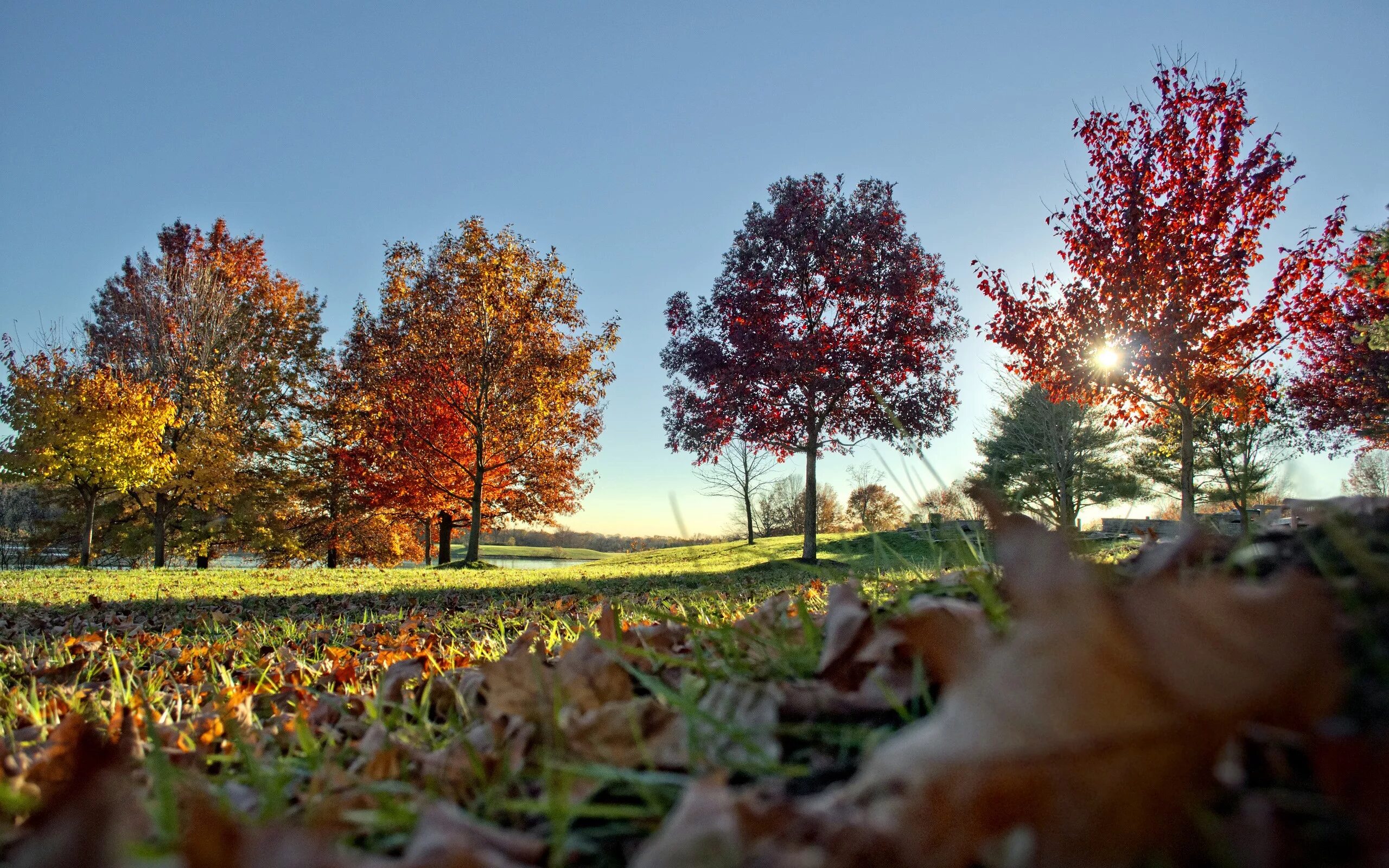 Времена года 5 октября. Осеннее дерево. Природа осень. Осень деревья. Осенние картинки на рабочий стол.