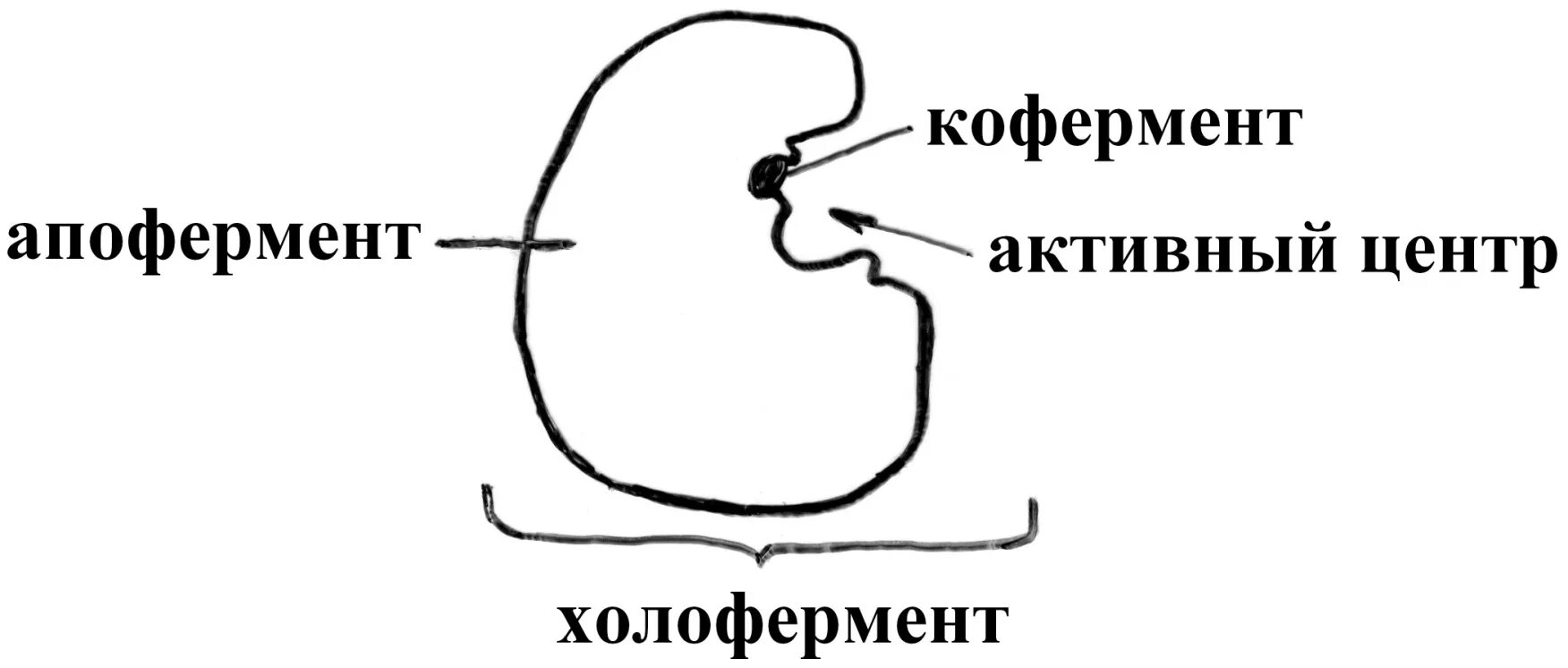 Строение фермента кофермент и апофермент. Строение ферментов строение активного центра. Строение ферментов апофермент кофермент активный центр. Структура фермента схема. Активная группа фермента