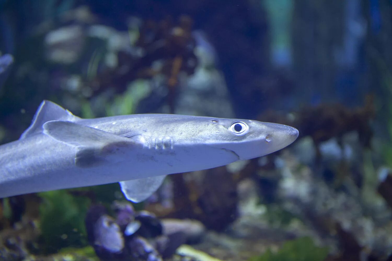 катран акула черного моря. катраны в черном море. катран акула черного моря. катран акула черного моря. черноморская рыба катран.