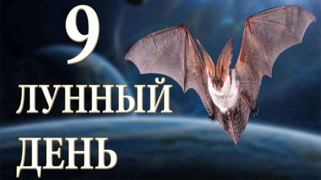 9 лун день