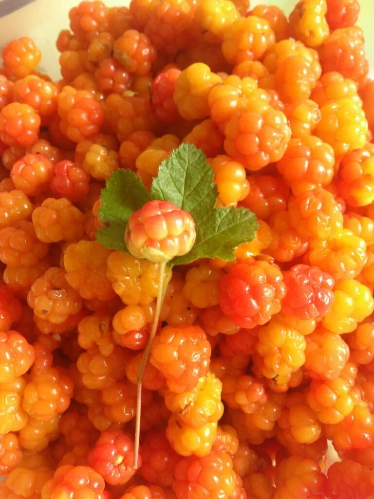 Rubus chamaemorus. морошка обыкновенная. морошка ягода. царская ягода морошка. морошка болотная.