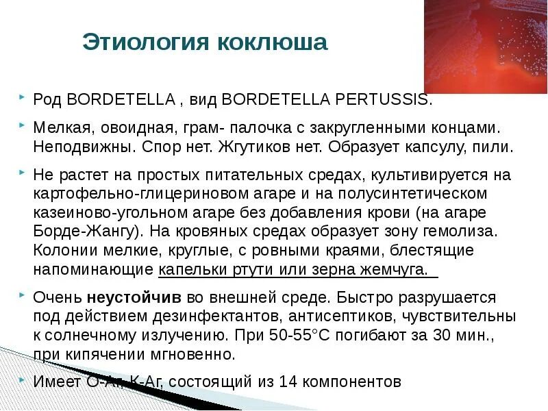 История коклюша