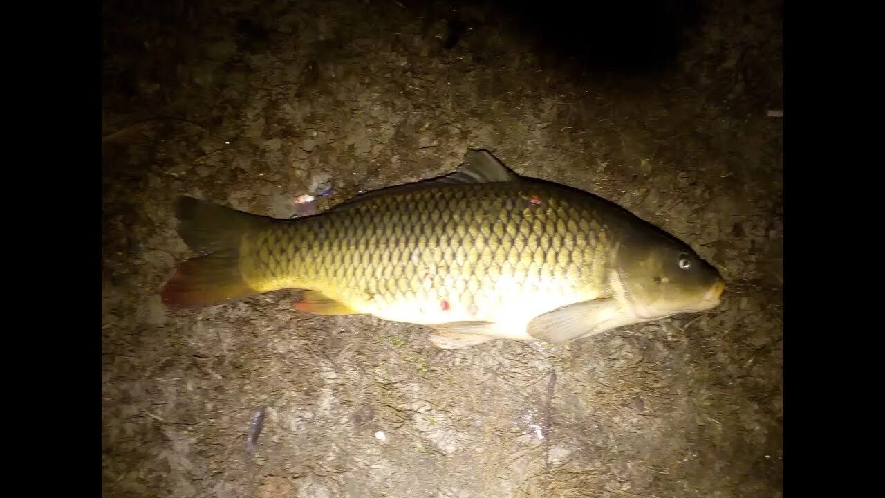 Сон сазан. Сазан (cyprinus carpio). судак и сазан. ночная рыбалка на сазана. ночной сазан.