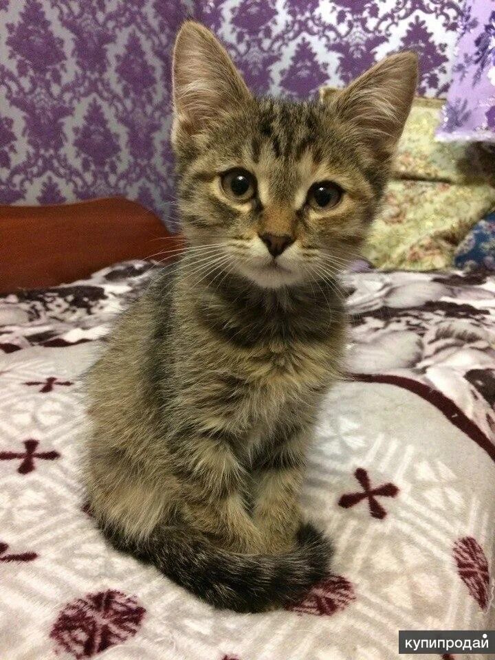 Кличка полосатому котенку мальчику