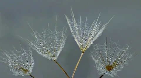 Одуванчик вода