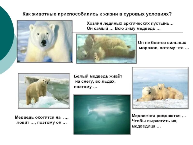 Как животные приспосабливаются. Как животное приспособилось к условиям Арктики. Животные приспособленные к холодным. Условия жизни белого медведя. Приспособленность бурого медведя к среде обитания