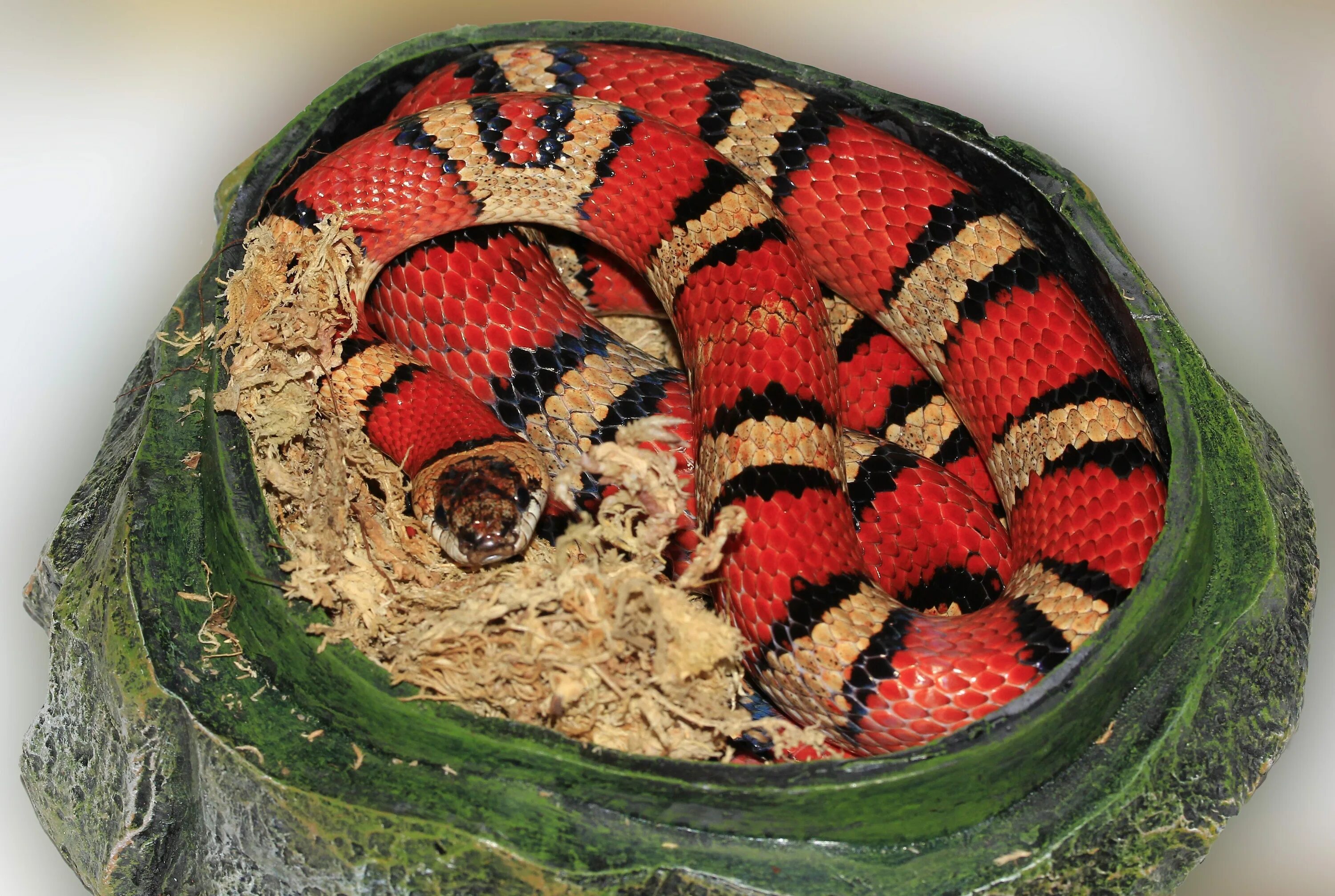 Синалойская Королевская змея. Мексиканская Королевская змея. Маисовый полоз полосатый. Красная Королевская змея.