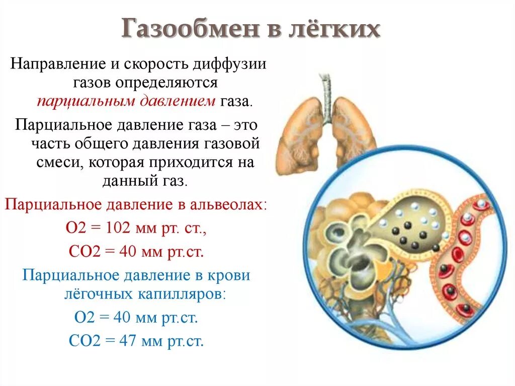 Газообмен в легких. Процесс газообмена в легких. Схема газообмена в легких. Механизм газообмена в легких.