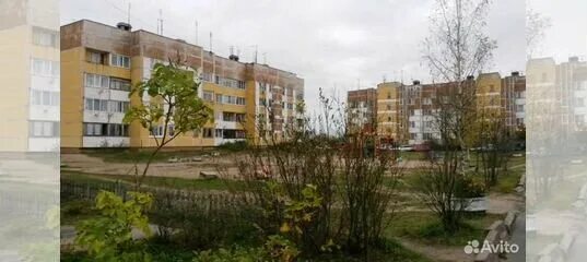Совхоз житково ленинградская область. Поселок вперед. Погода в житково. Житково ленинградская область. Житково д1.