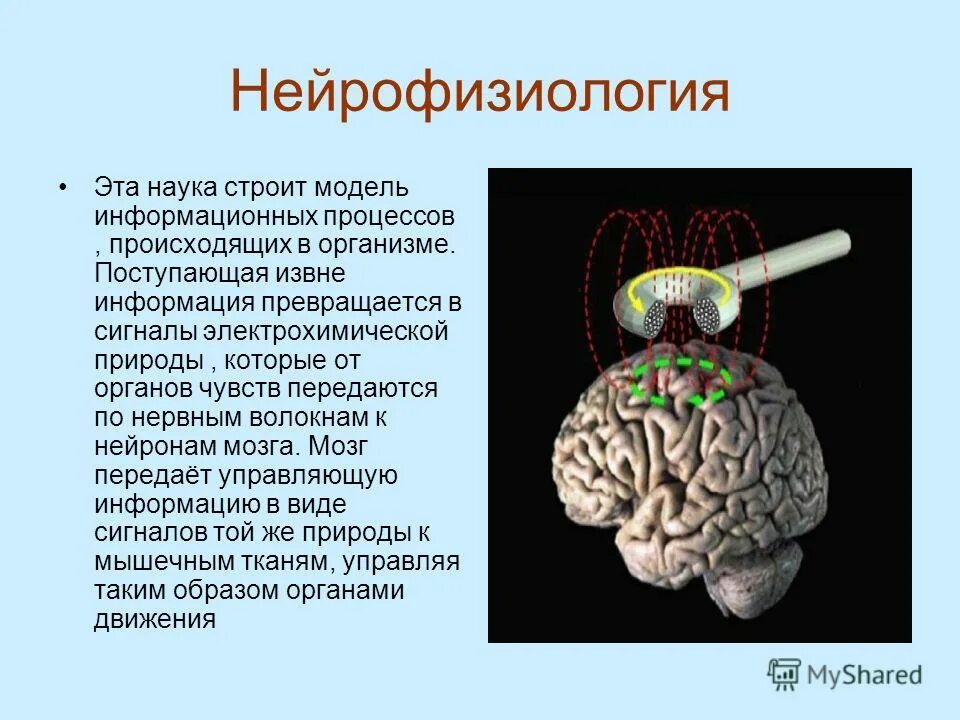 Какие науки изучают работу мозга. Нейрофизиология. Нейрофизиология мозга. Нейрофизиологические процессы. Нейрофизиологические особенности.