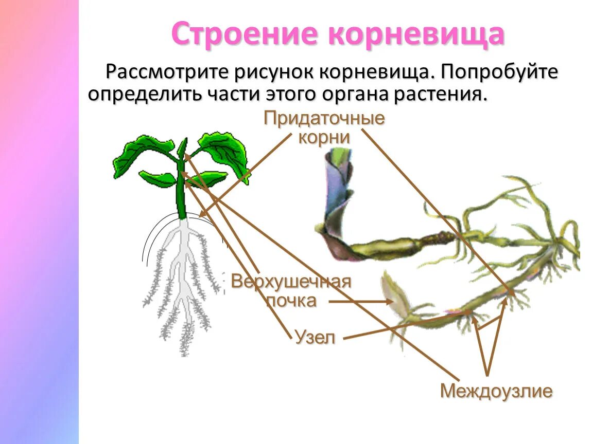 Надземные части корня. Корневище пырея это видоизмененный побег. Строение корневища пырея. Видоизменённый побег корневище пырей. Внешнее строение корневища крапивы.