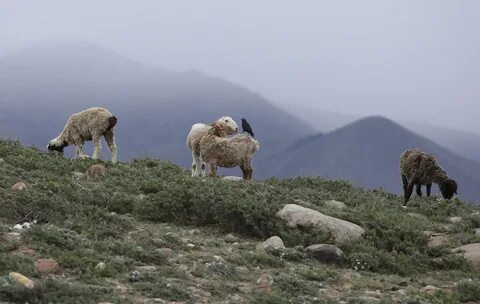 Барашки пик