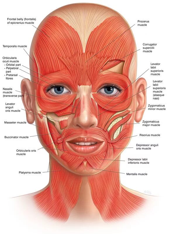 cosmetic facial anatomy - Google Search Facial anatomy, Facial aesthetics, Botox