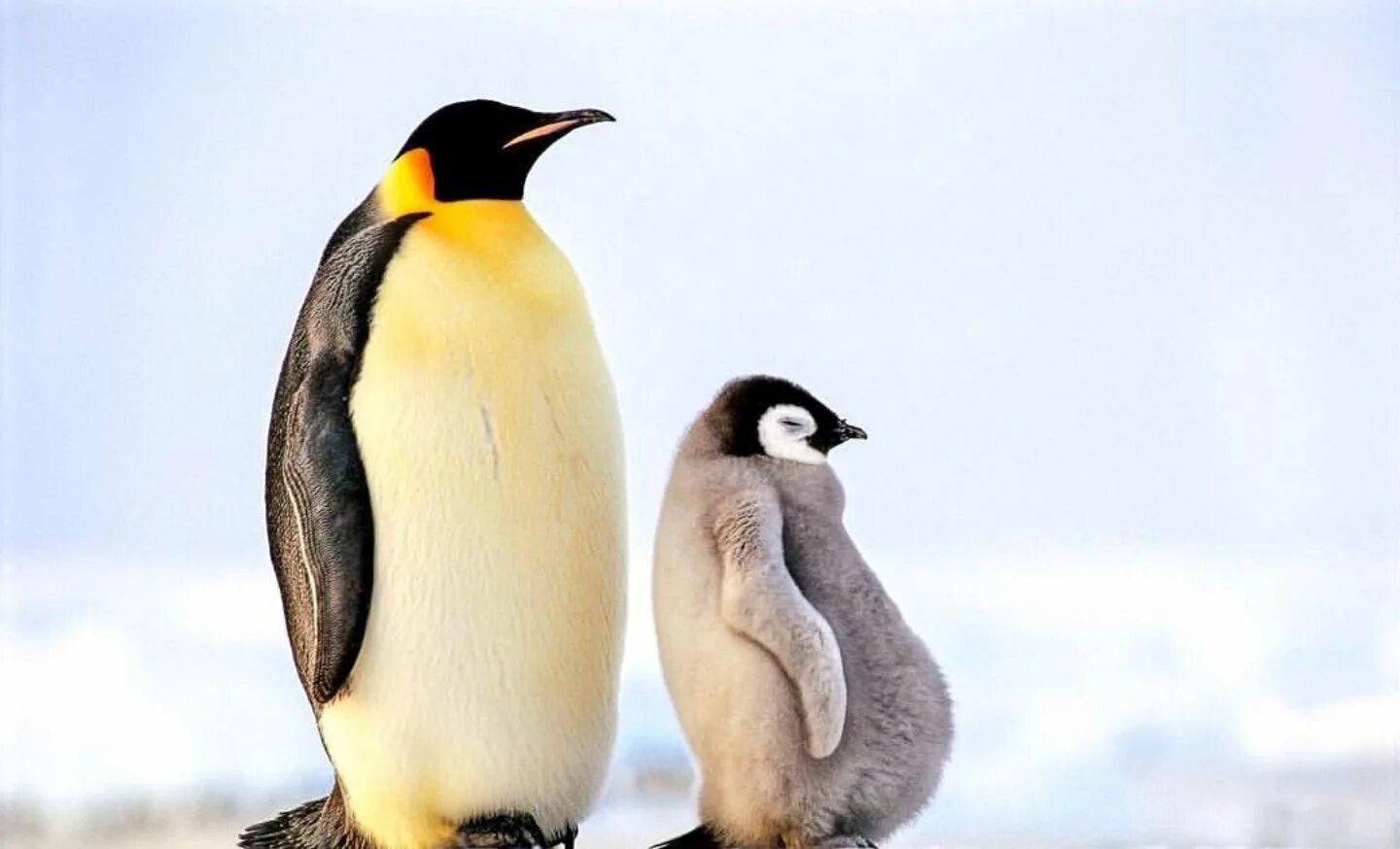 Emperor penguin. Императорский Пингвин Aptenodytes forsteri. Королевский Пингвин в Антарктиде. Пингвины Королевские Императорские. Императорский Пингвин в Антарктиде.