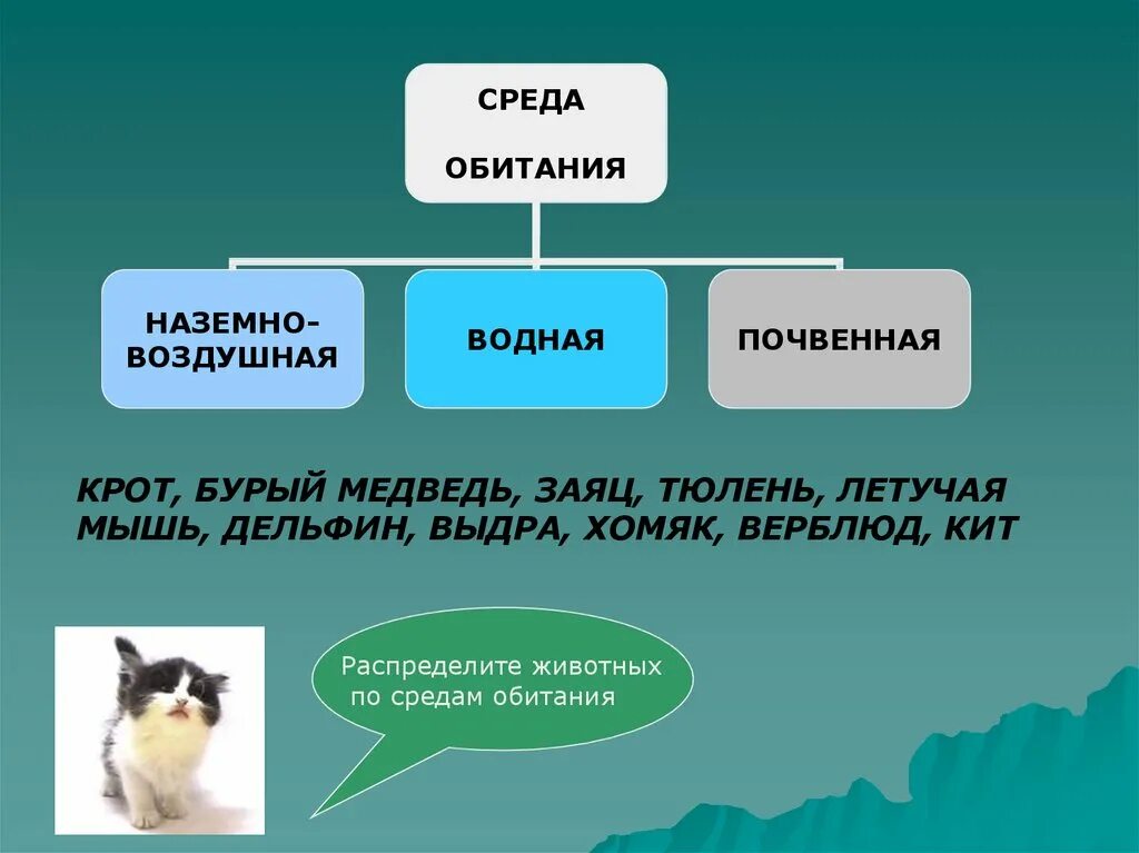Внешнее строение зайца связанное со средой обитания. Среда обитания зайца. наземно-воздушная среда обитания. заяц среда обитания наземно воздушная. среда обитания медведя бурого наземно воздушная.