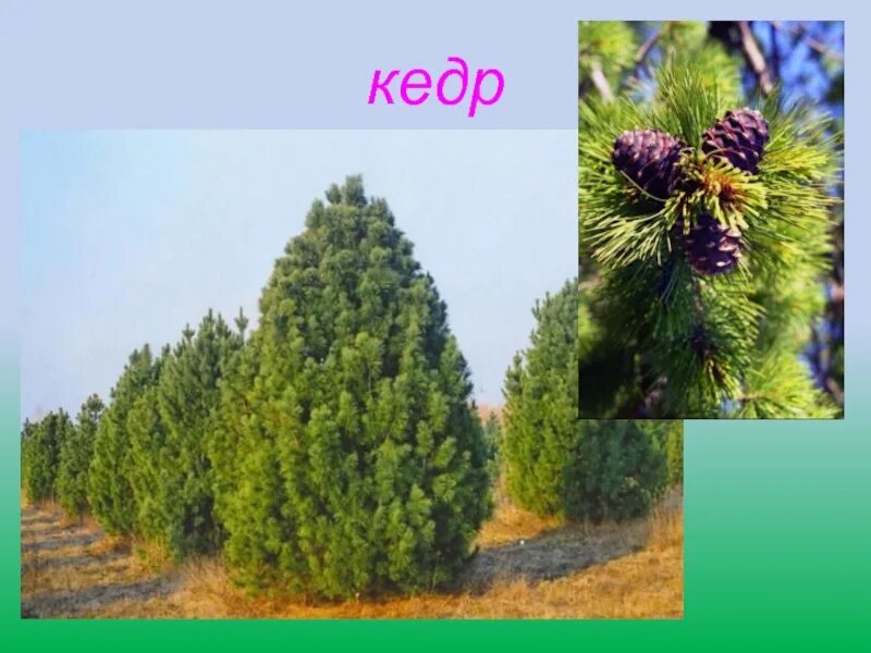 Кедр 7 класс. Сибирский кедр. кедровое дерево. хвойные деревья кузбасса. кедр дерево для детей.