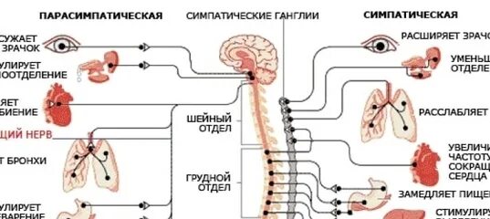 Стимулятор блуждающего нерва. Стимулятор блуждающего нерва эпилепсии. Блуждающий нерв вегетативная нервная система. Электростимуляция блуждающего нерва. Аппарат для стимуляции блуждающего нерва.