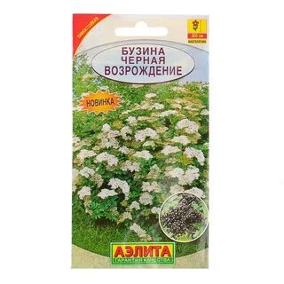 Бузина семена