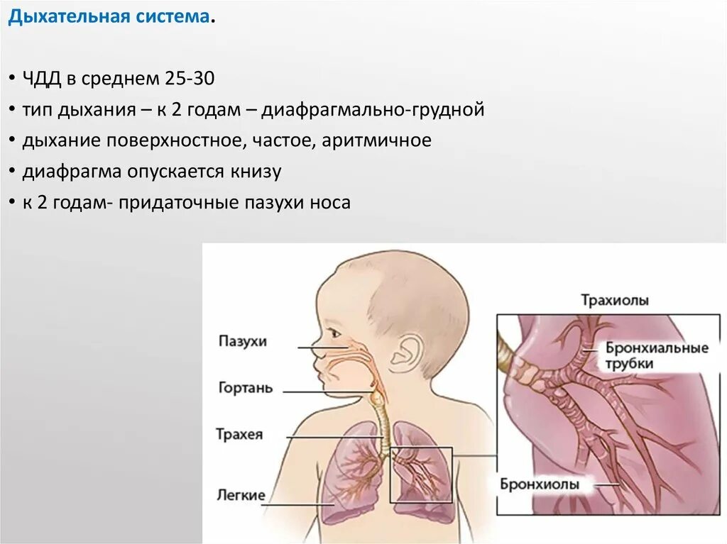 Дыхание в 6 месяцев. Дыхательная система у детей. Дыхательная система грудного возраста. Дыхательная система грудного ребенка. Дыхательная система для дошкольников.