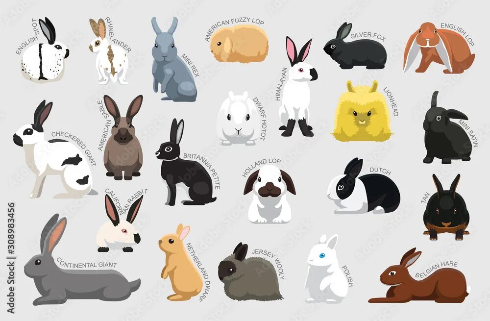 Rabbit set