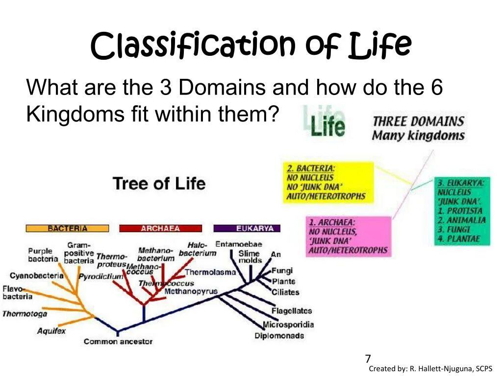 Classification system. Evolution & classification of Life. Life classification. Life классификация. Domains of Life.