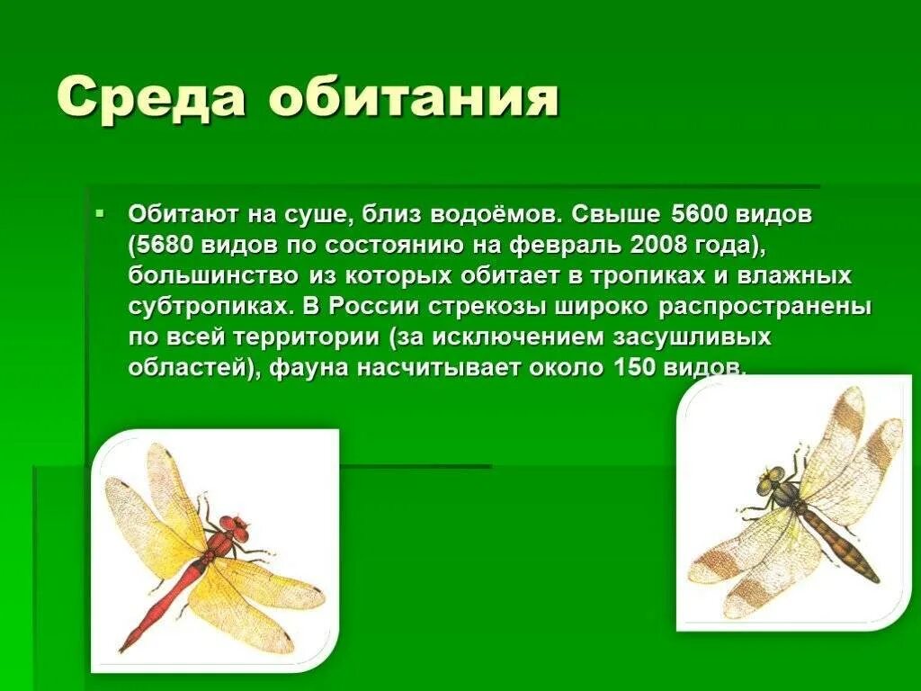 Тип питания стрекозы. Среда обитания стрекоз. презентация на тему стрекозы. отряд стрекозы. класс насекомые отряд стрекозы.