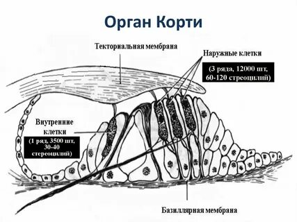 Волосковые клетки кортиева