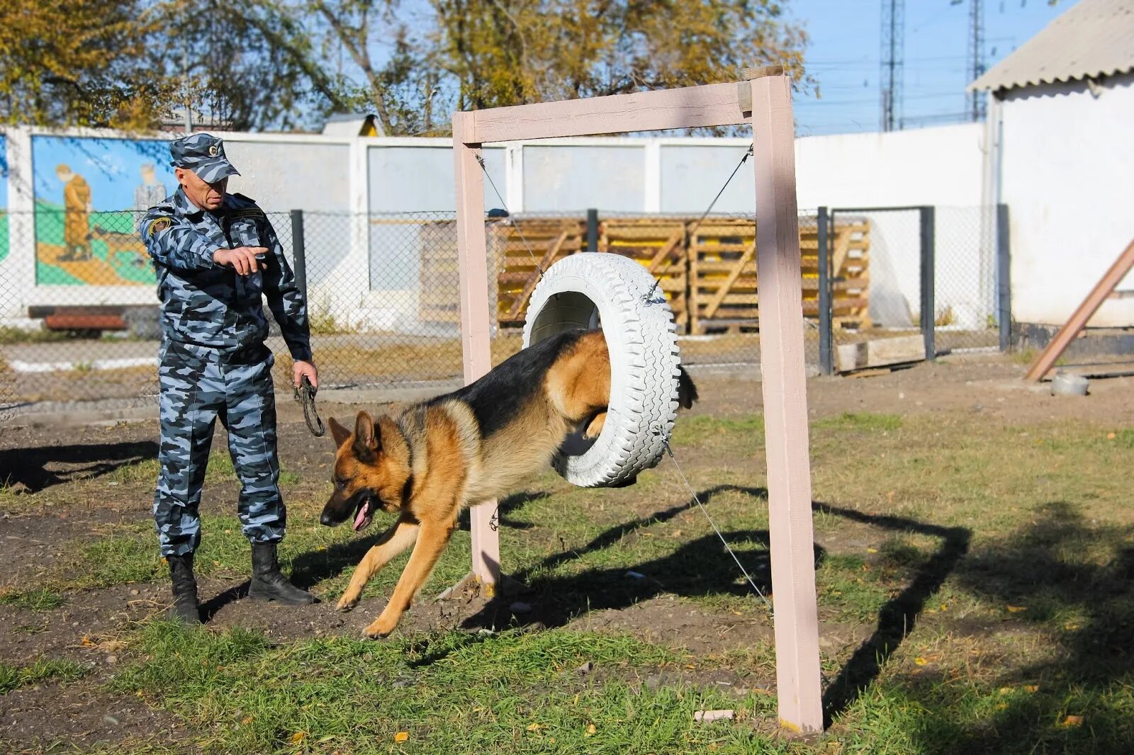 Где учат собак. Защитно-Караульная служба (ЗКС). Тренировка служебных собак. Служебные собаки. Караульная служба служебных собак.