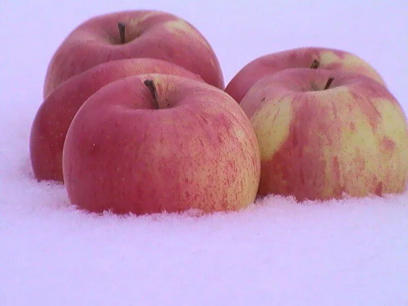 Зимняя яблоня какая. Зимние яблоки. Зимняя яблоня. Яблоки на зиму. Польские зимние яблоки.