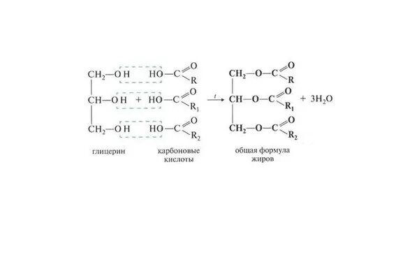 Жир олеиновой кислоты формула. Глицериновый эфир масляной кислоты формула. Глицерин c17h33cooh реакция. Жир стеариновой кислоты формула. Формула жира образованного стеариновой кислотой.