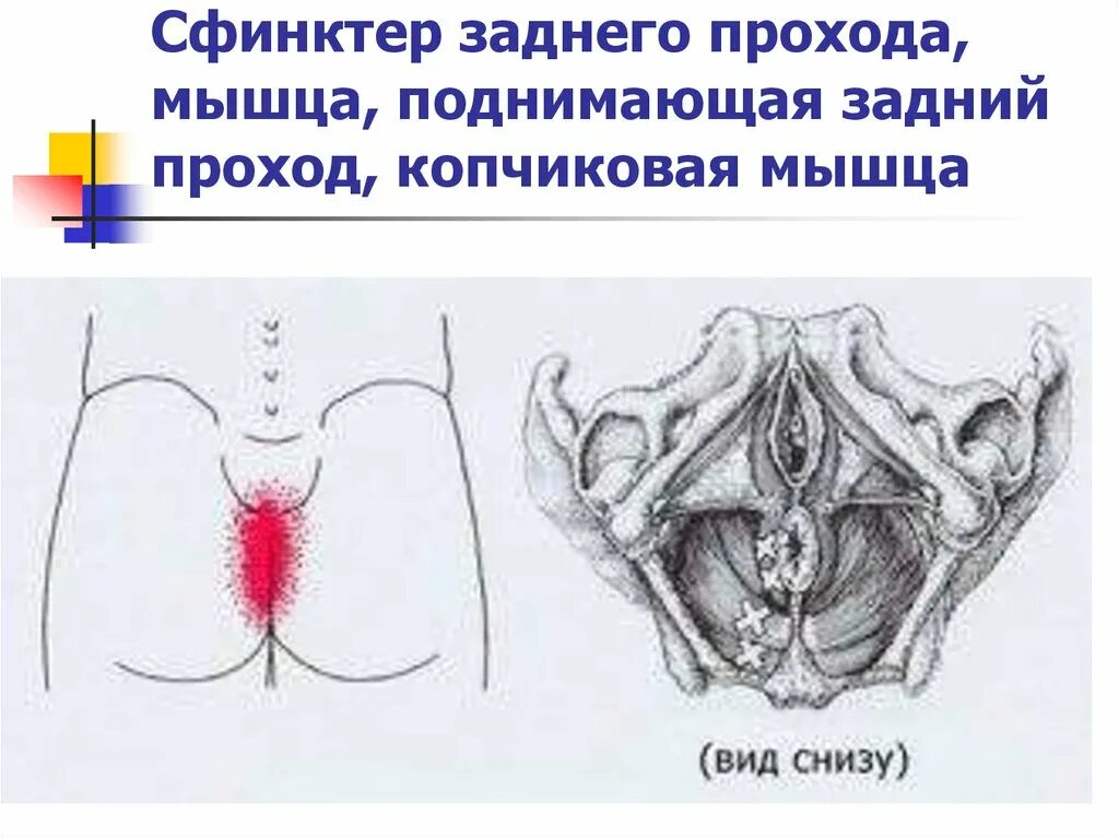 Мышца поднимающая задний. Мышца поднимающая задний проход. мышца поднимающая задний проход анатомия. мышца ,поднимаюшая задний прохо. копчиковая мышца.