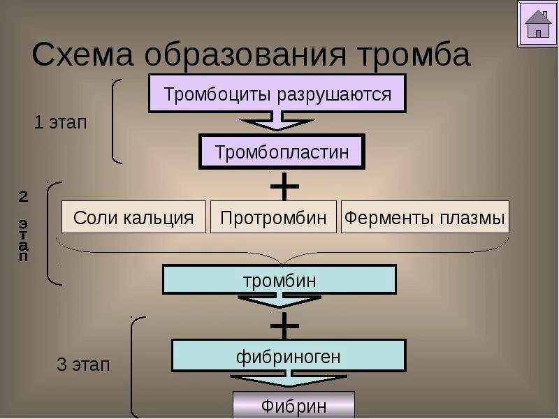 Схема образования тромба. Процесс образования тромба. Стадии образования тромба. Механизм образования тромба. Механизмы тромбов