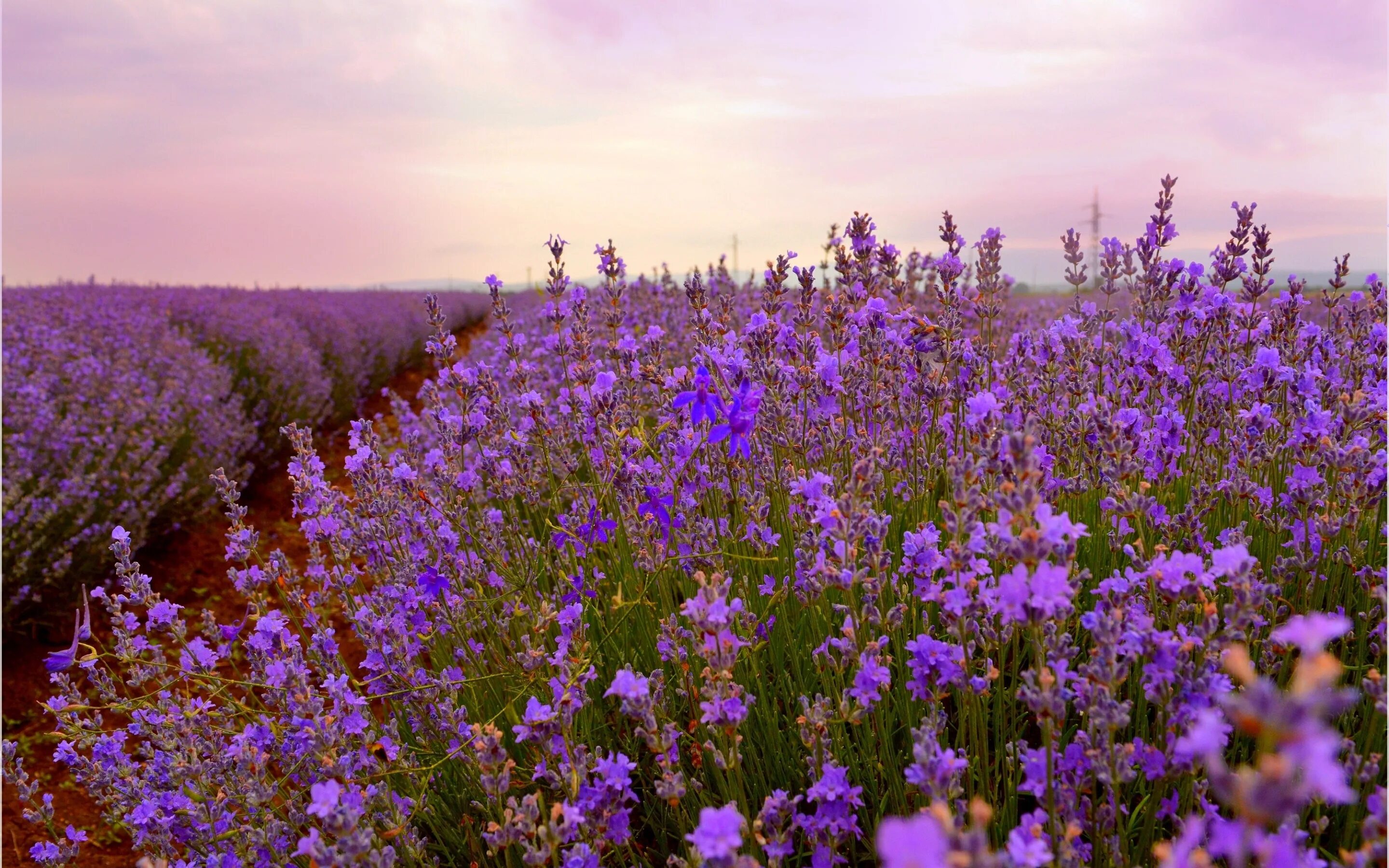 Шалфей лекарственный (salvia officinalis). Медоносные луговые цветы алтайский край. Фиолетовые цветы в подмосковье. Лаванда узколистная прованс. Шалфей луговой.