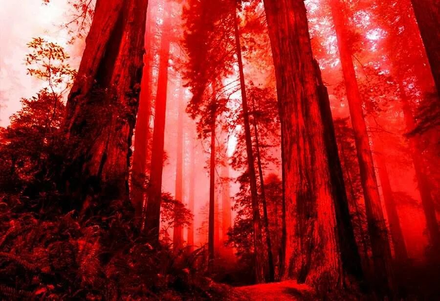 кровавый лес. красный жуткий. страшный красный лес. страшный фон. лес мистический красный.